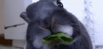 паап.gif