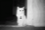2Fyf.gif