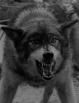 N6Zn.gif