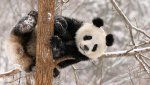 panda-na-dereve-zimoj.jpg