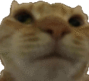 cat-no.gif