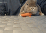 Gif 5.gif