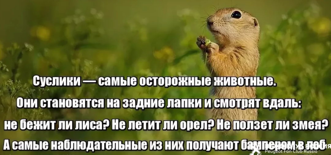 1677795968_papik-pro-p-suslik-karikatura-39.png