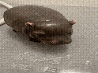 hippo-shower-baby-hippo.png