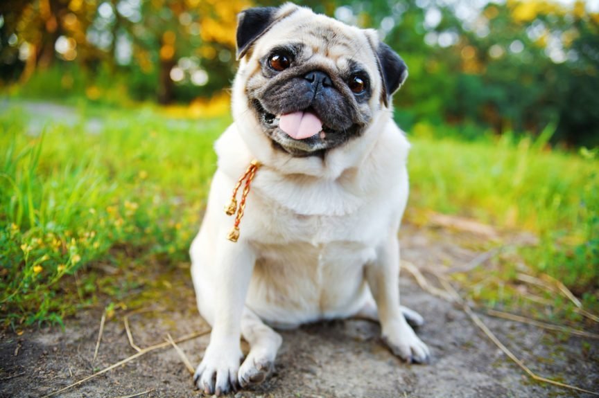 mops.jpg