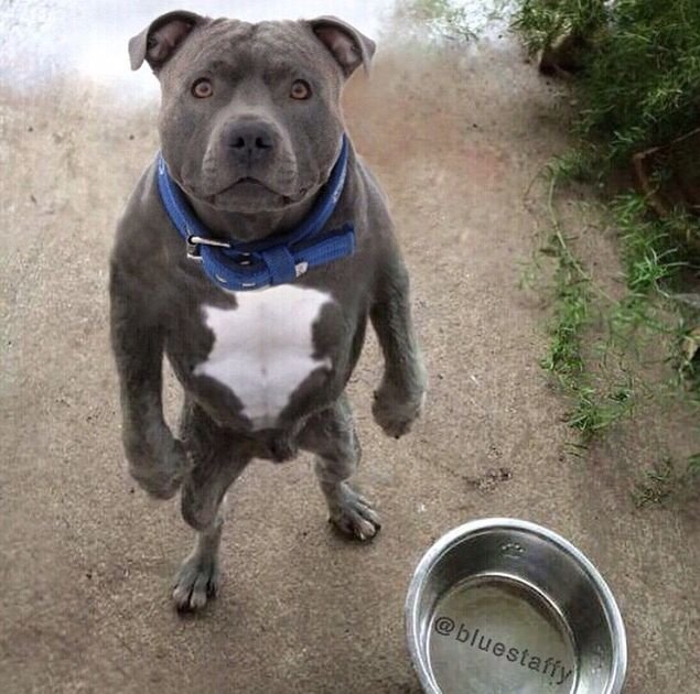 c1d81da0174504e5eb41b21c60af6a15--pit-bulls-bowls.jpg
