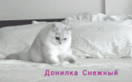 20200407_170111.gif