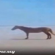 Никита Дженовезе