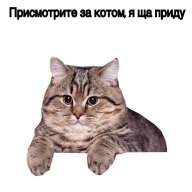 ne1os
