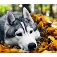 Данил Колобов