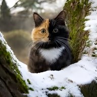 Санти Амстердамский