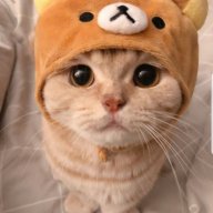 Дарья Котовская