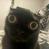 Кот под пьянкой