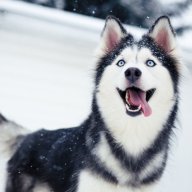 Haski