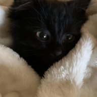 Артем Калашевич;)