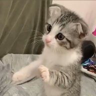 Рашид