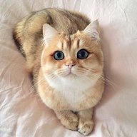 Svetlana