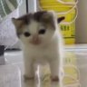 Везучий Котик