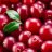 Cranberry