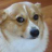 I_DarkDog_I